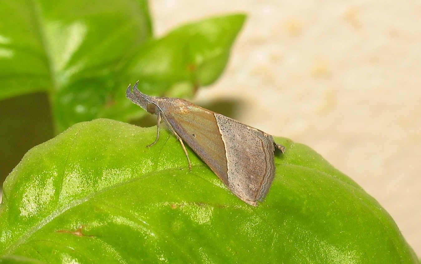 IHypena (Hypena) lividalis  (Erebidae)